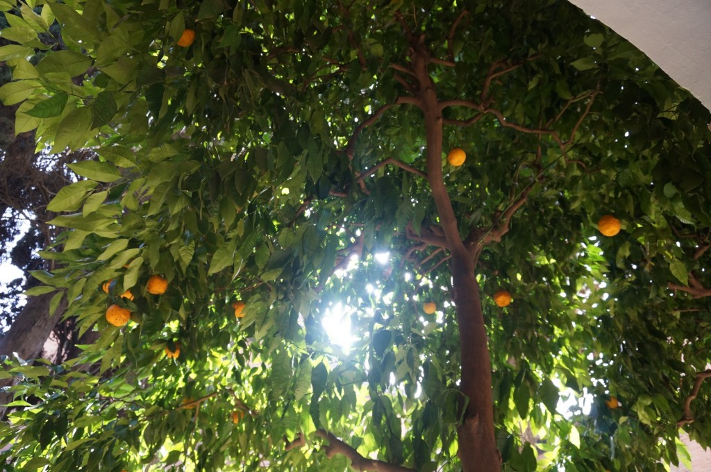 Alhambra - Des orangers jonchent les jardins un peu partout